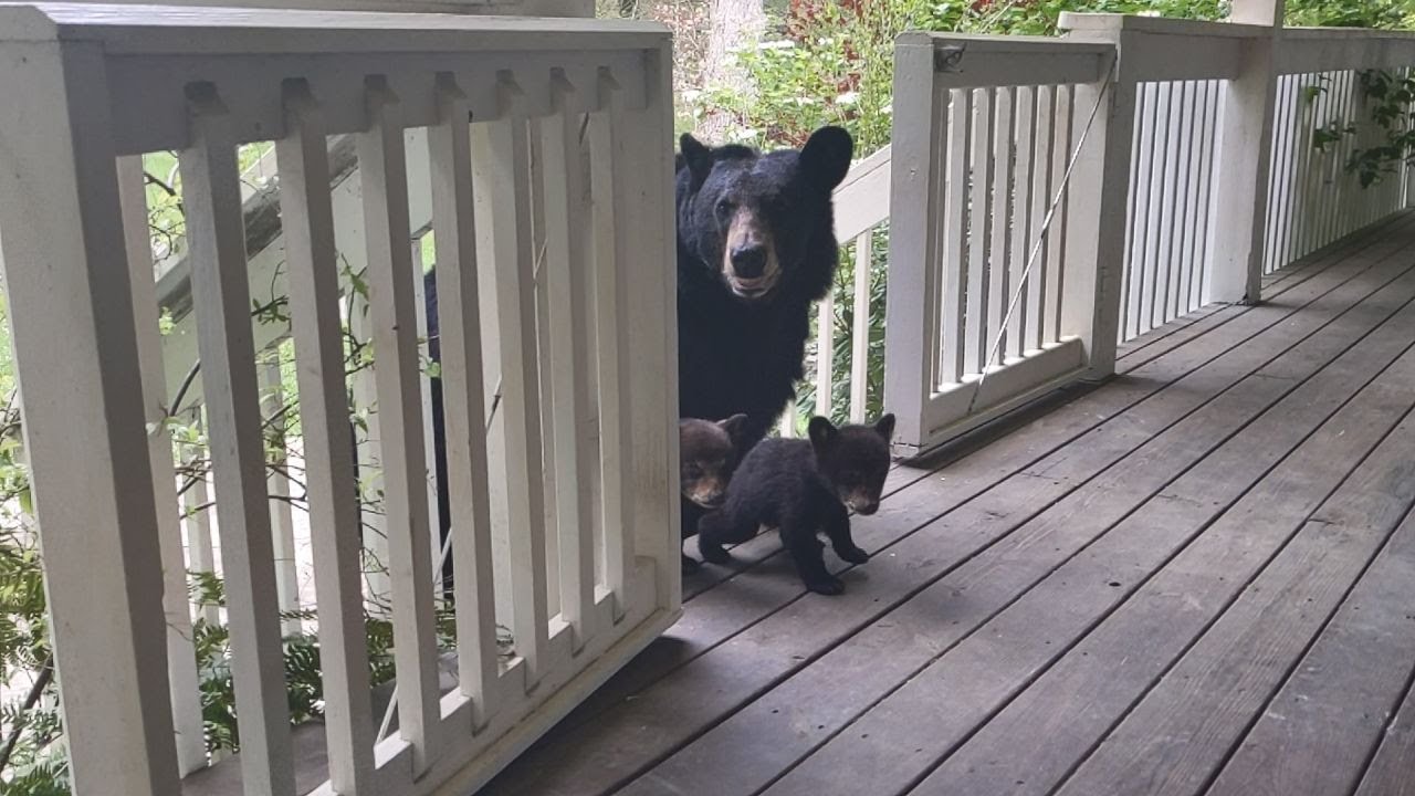 OMG! BEAR SIMONE BROUGHT HER FIRST CUBS!