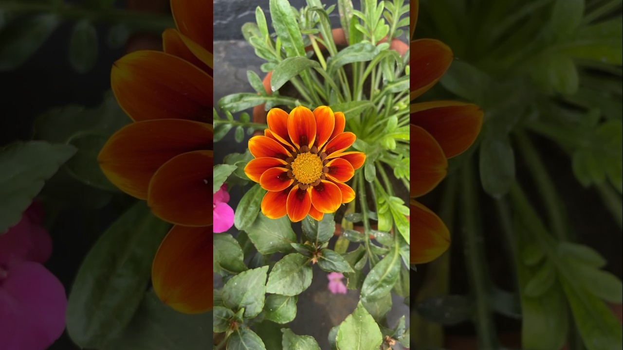Rooftop flower garden tour🍃 #plantparent #plantlover #rooftopgarden #bengali
