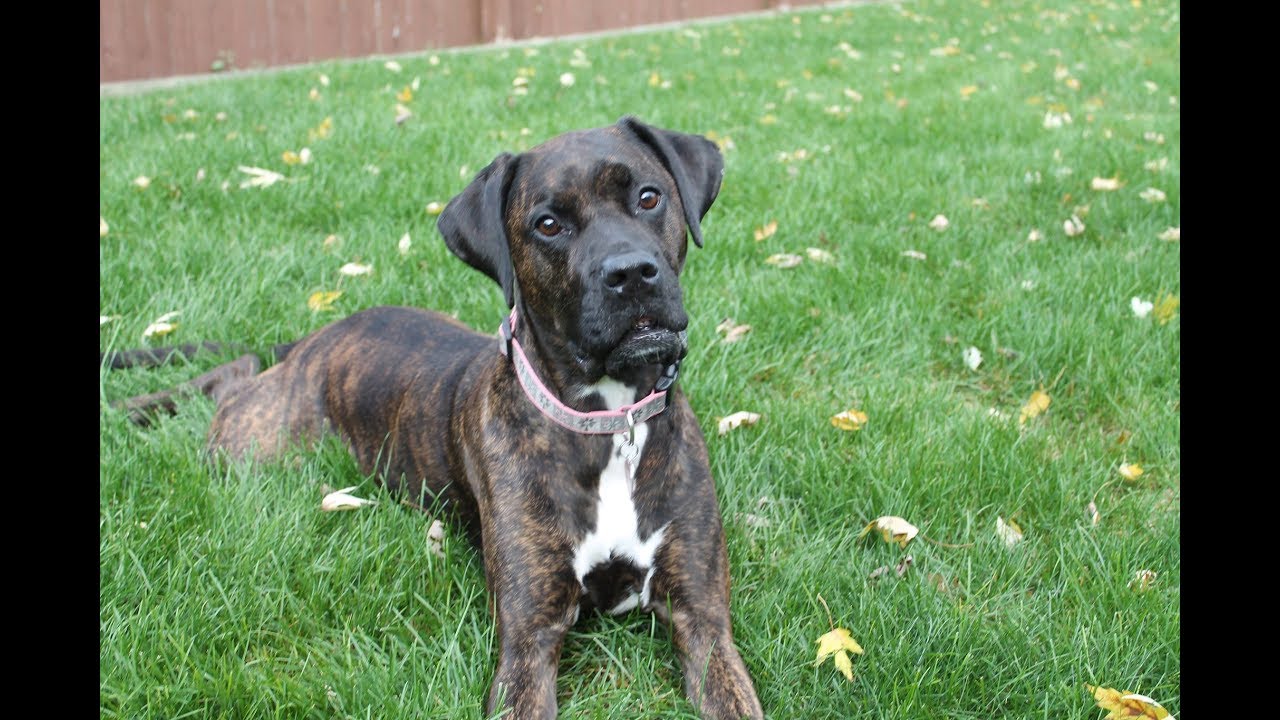 THE MOST BEAUTIFUL BOXER-LAB