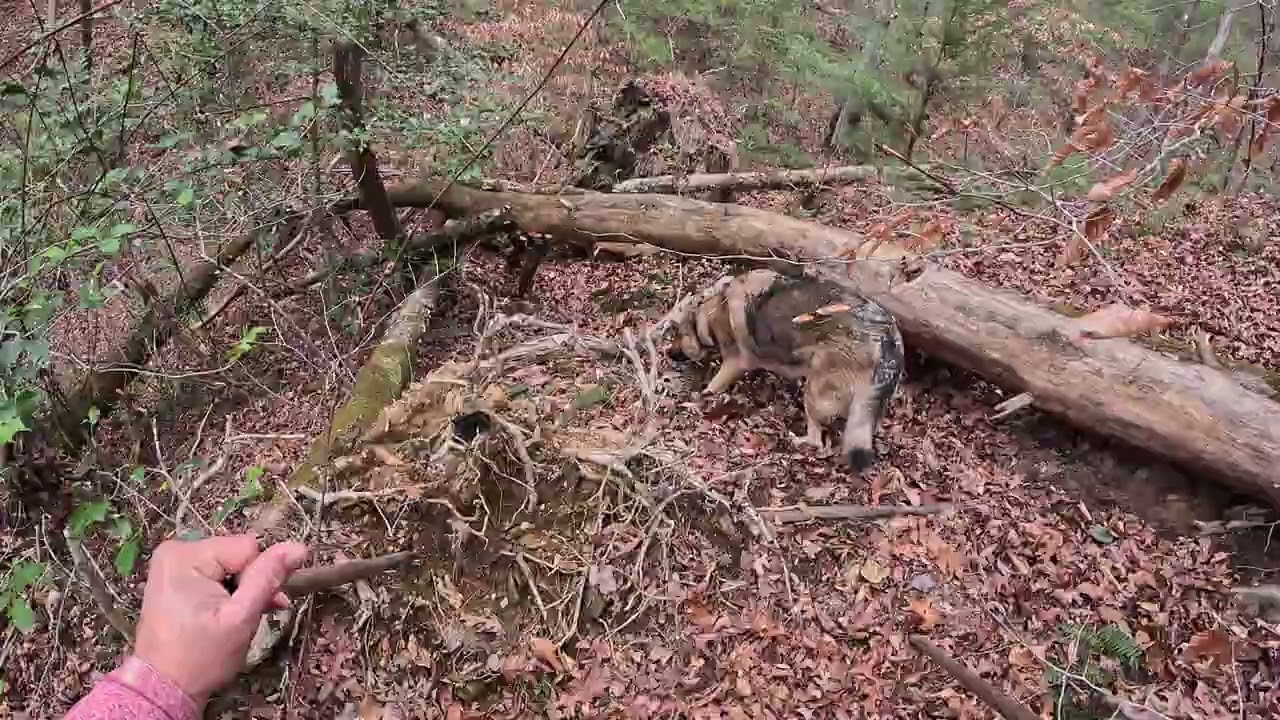 Searching for Coyote Dens (Part 1)