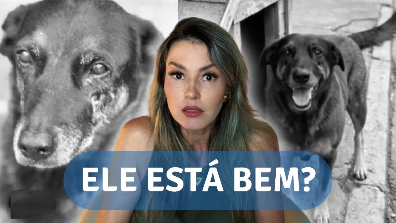 O CÃO ORELHA SENTE O NOSSO AMOR? Minha VISÃO da chegada dele na COLÔNIA e recado FINAL CHOCANTE