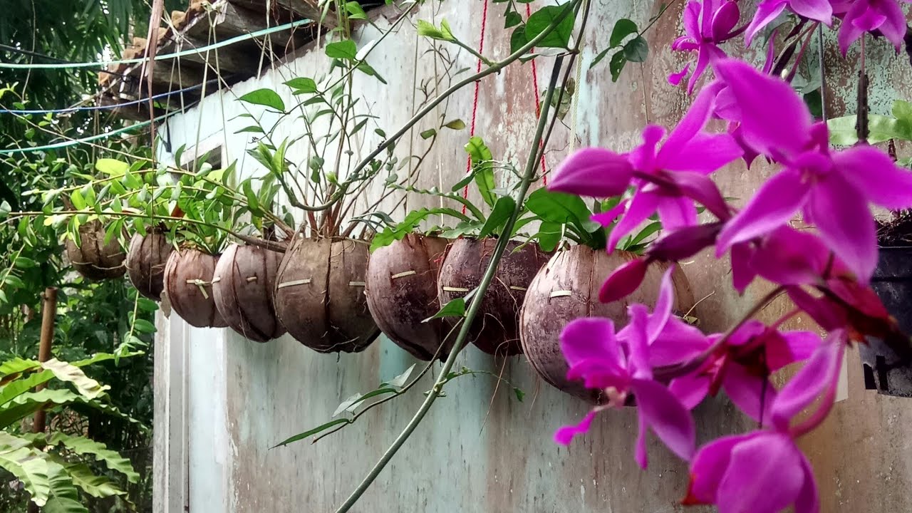 Tutorial , Membuat Pot SABUT KELAPA anggrek !!