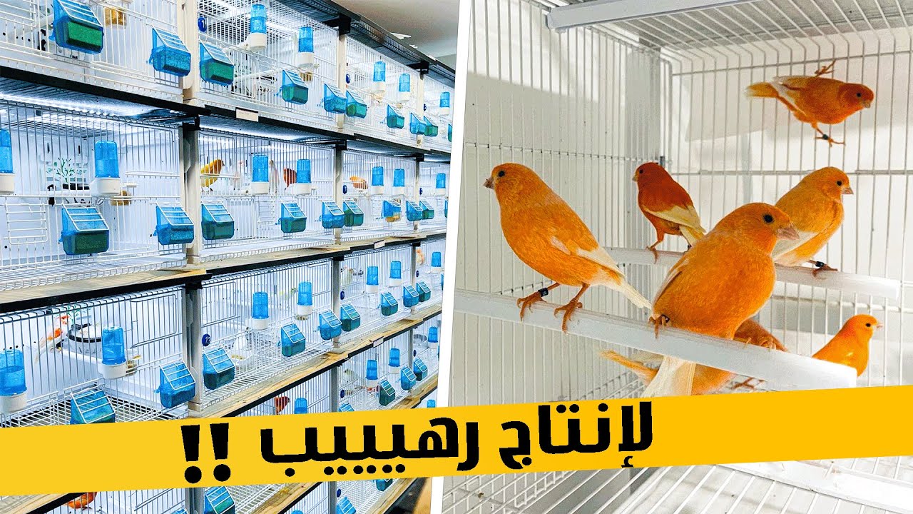 أسرار الإنتاج الرهيب من طيور الكناري