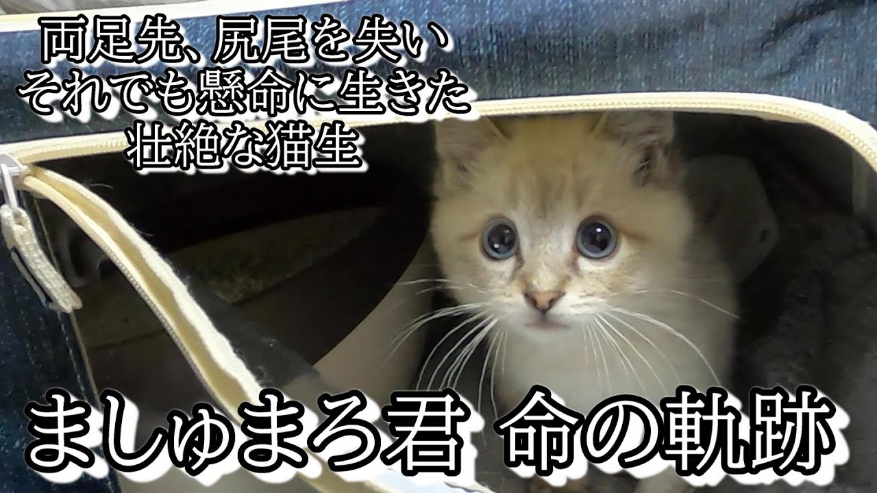 ましゅまろ君　懸命に生きた命の軌跡