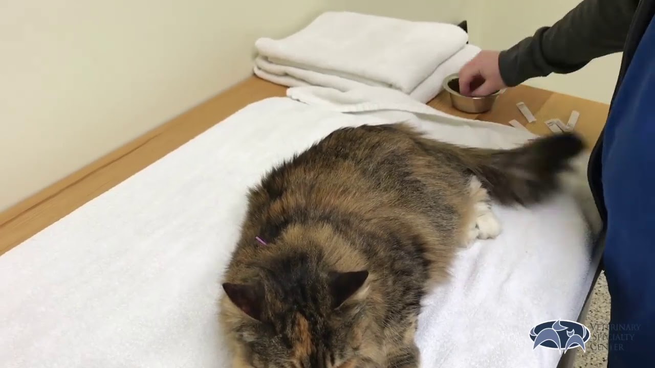 Veterinary Specialty Center - Acupuncture for Senior Pets