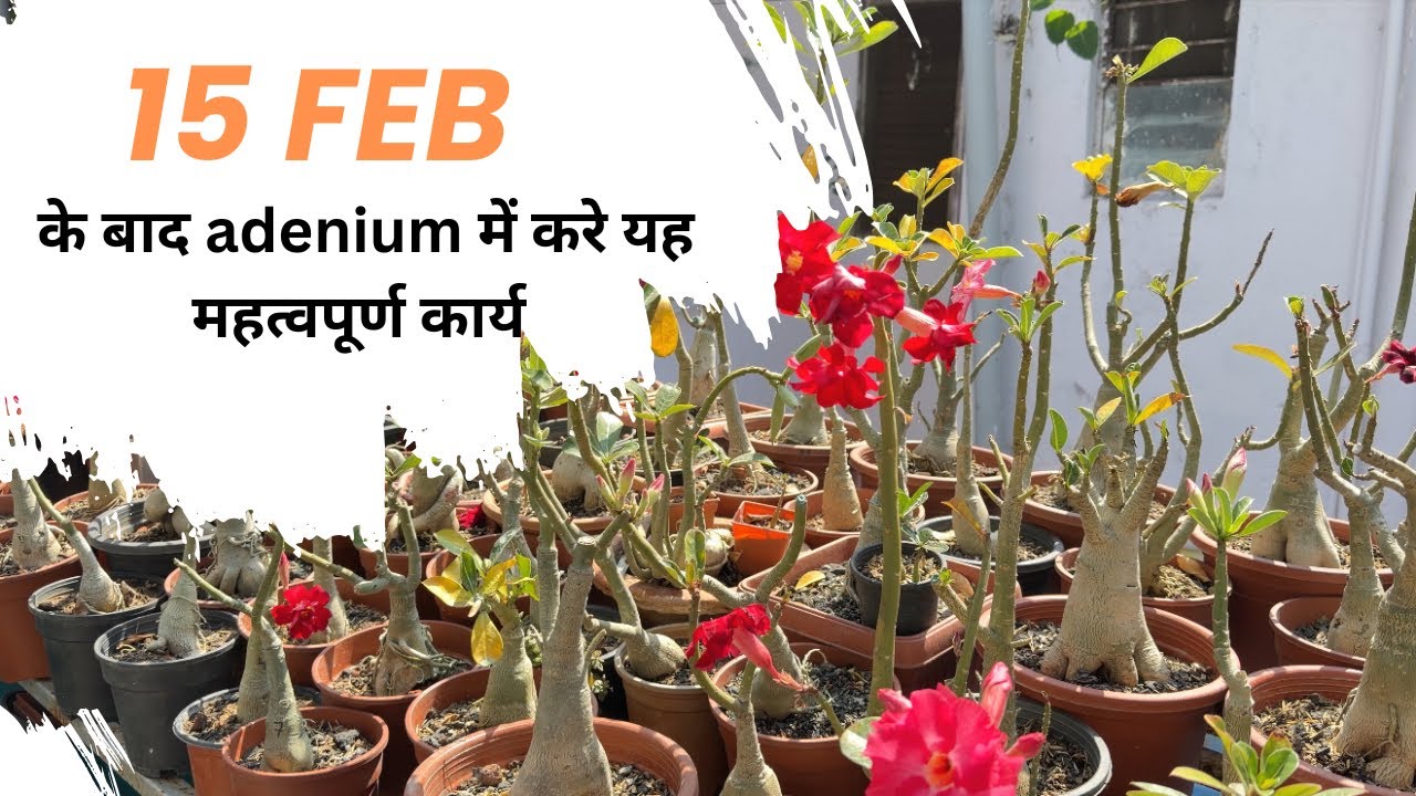 15 फ़रवरी के बाद अडेनियम में क्या क्या कार्य कर सकते हैं 