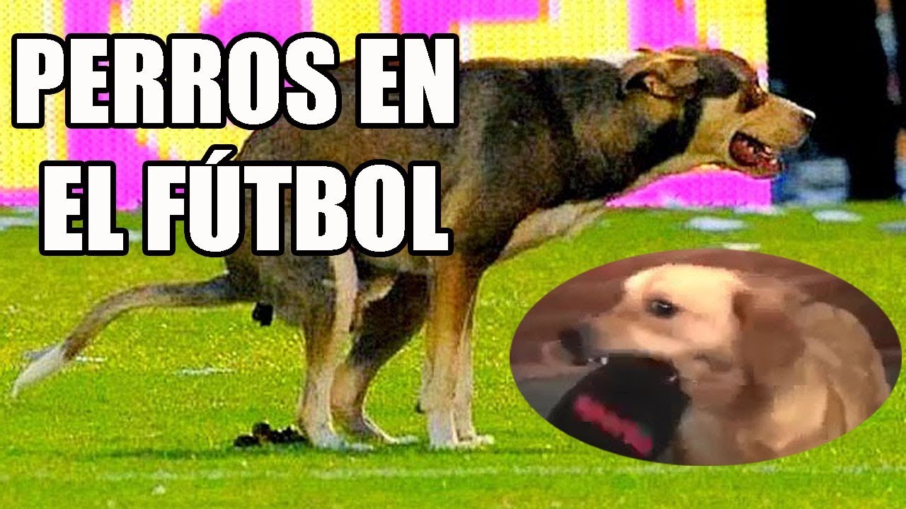 PERROS EN EL FÚTBOL • Momentos Divertidos de perros en las canchas