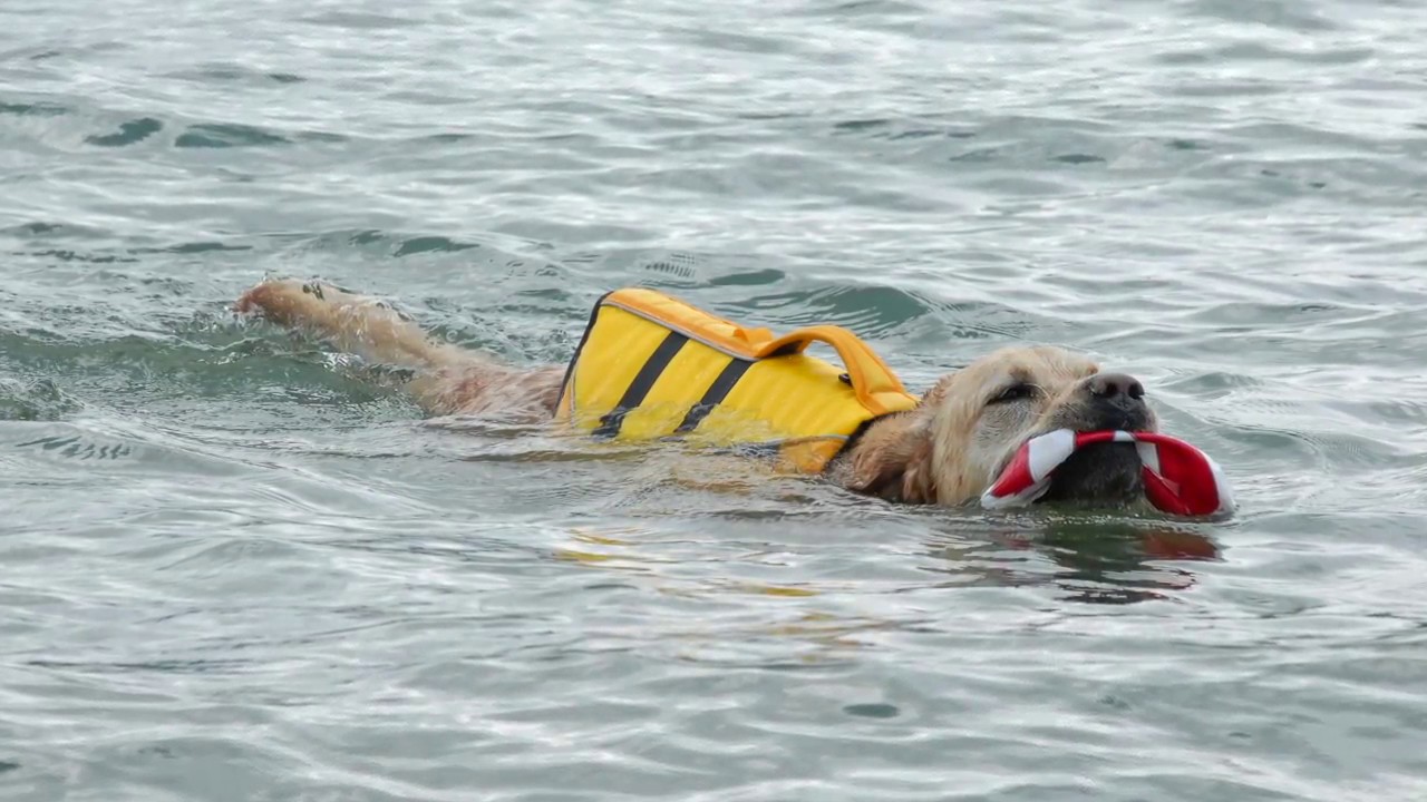 Ruffwear Float Coat - ITA