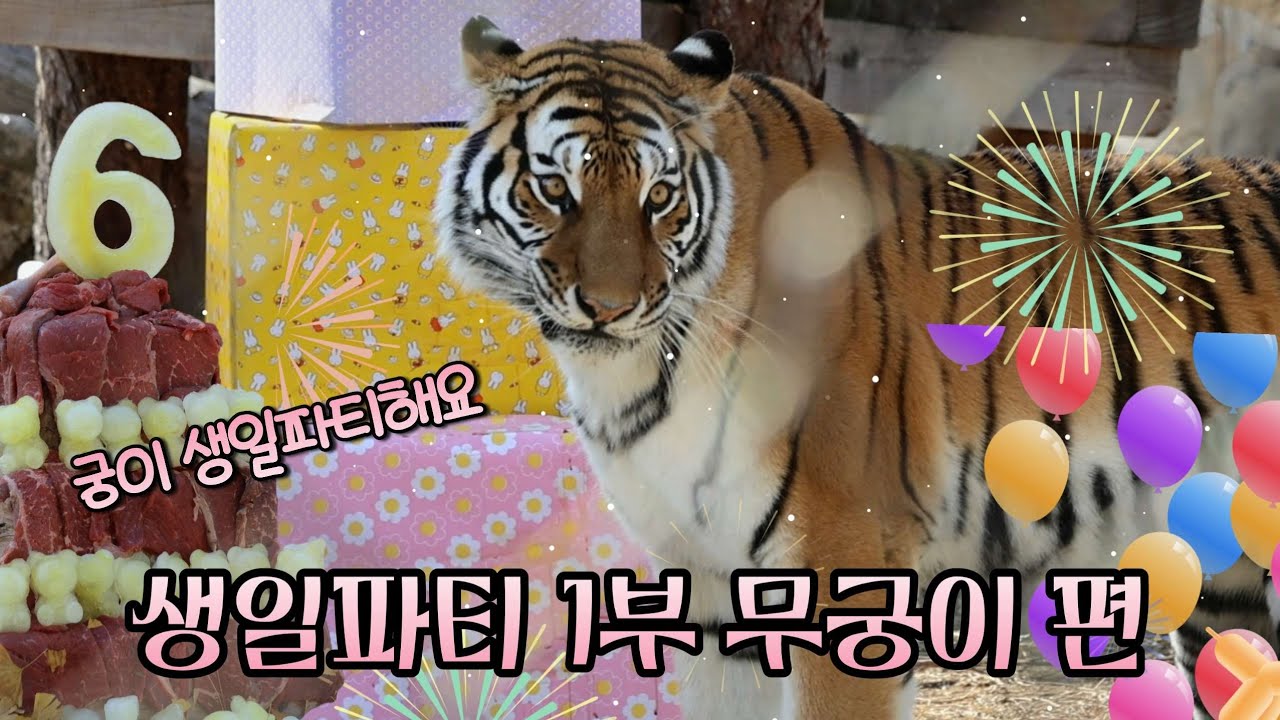 [2026,2,21] 축제의날 범궁이 생일파티 무궁이편 (이렇게 이쁜 아가아가 호랑이가 6살이라궁)