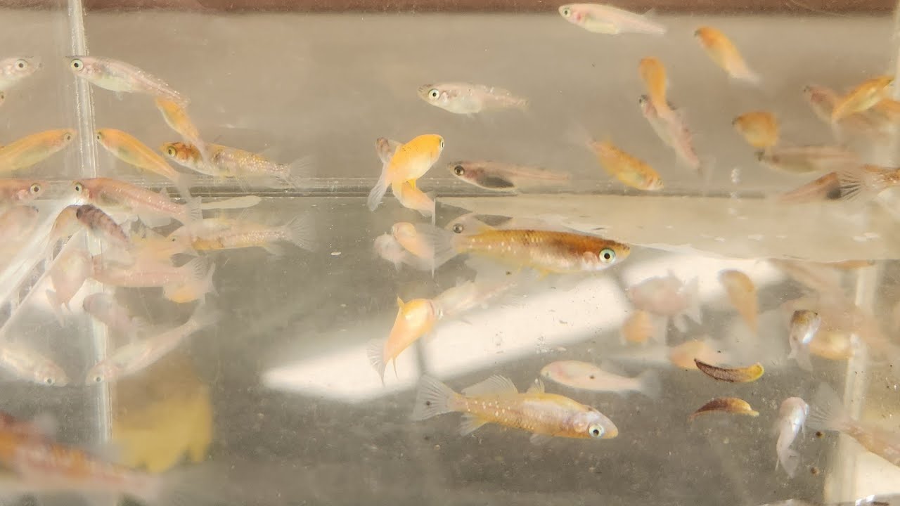 New fish, Japanese rice fish!!