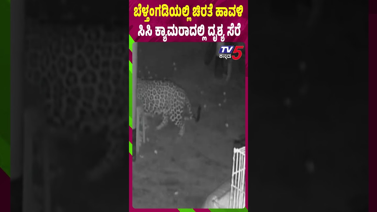 ಬೆಳ್ತಂಗಡಿಯಲ್ಲಿ ಚಿರತೆ ಹಾವಳಿ ಸಿಸಿ ಕ್ಯಾಮಾರದಲ್ಲಿ ದೃಶ್ಯ ಸೆರೆLeopard Spotted In Belthangady, CCTV Footage