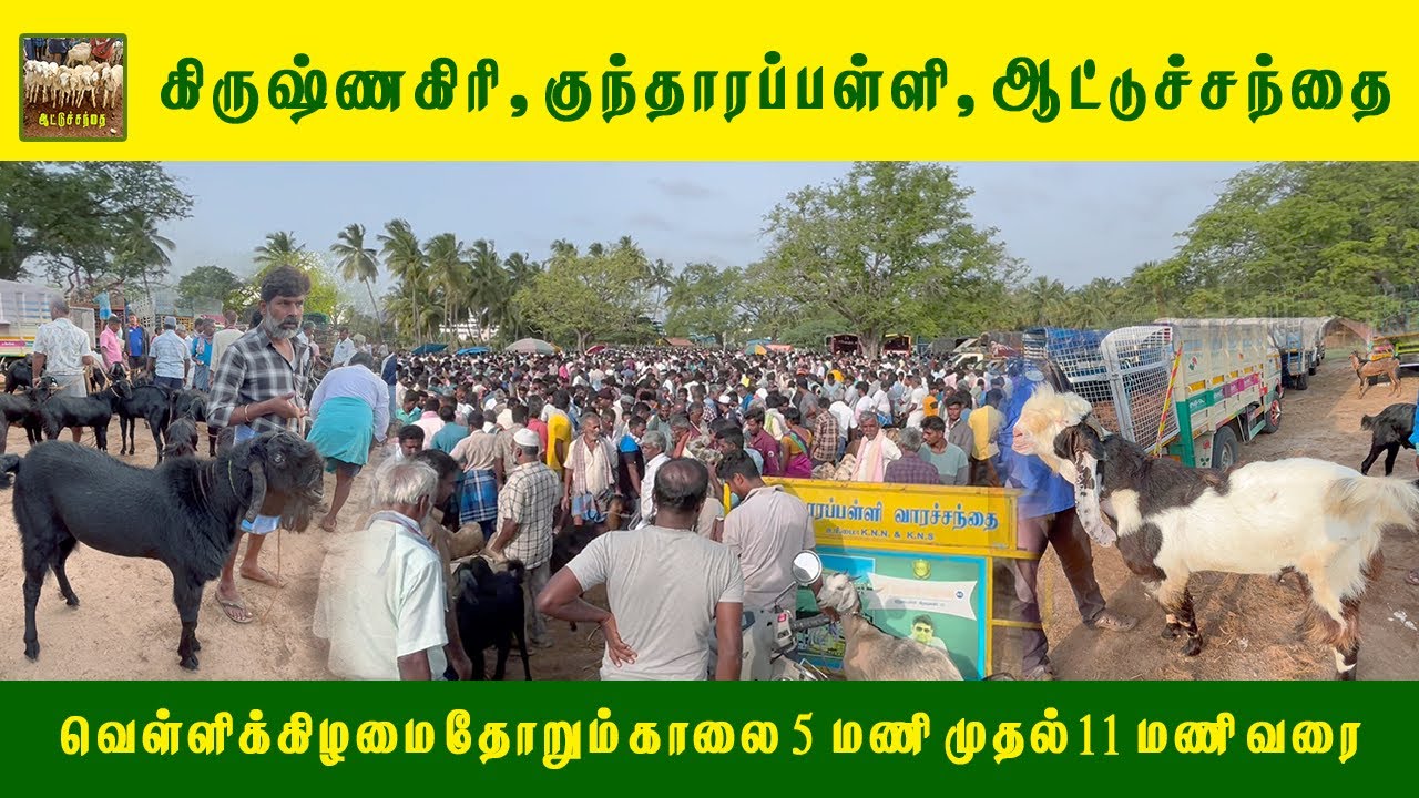 🐐 குந்தாரப்பள்ளி ஆட்டுச்சந்தை | கிருஷ்ணகிரி Goat Market | வெள்ளிக்கிழமை சந்தை | Kundarapalli