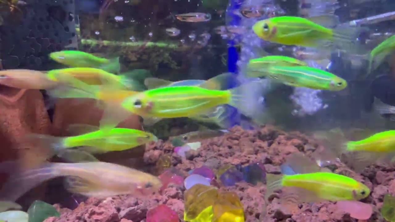 Fish Tank Relaxing Music ️🐠 — Soothing Ocean Ambience for Stress Relief