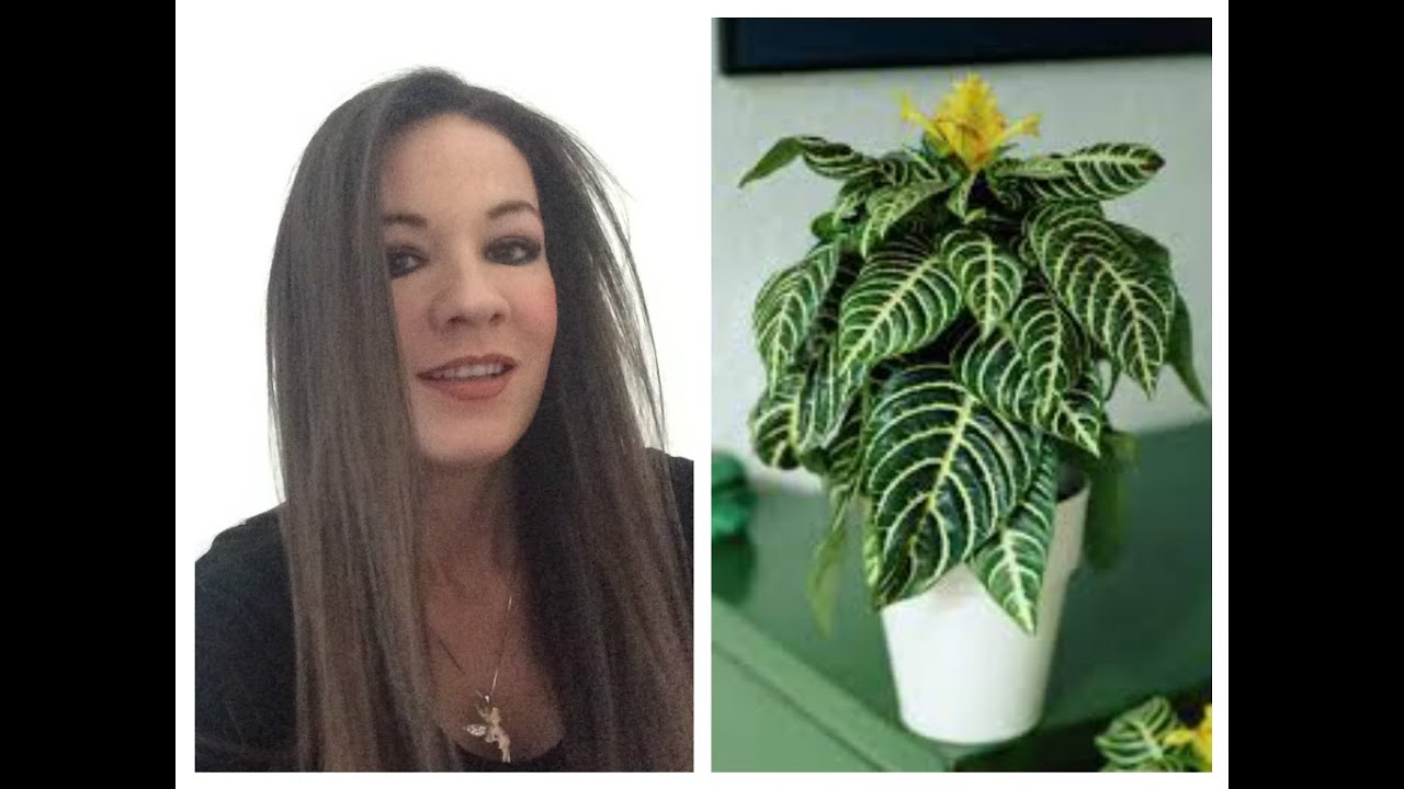 CUIDADOS DE   AFELANDRA / AFELANDRA SQUARROSA /APHELANDRA