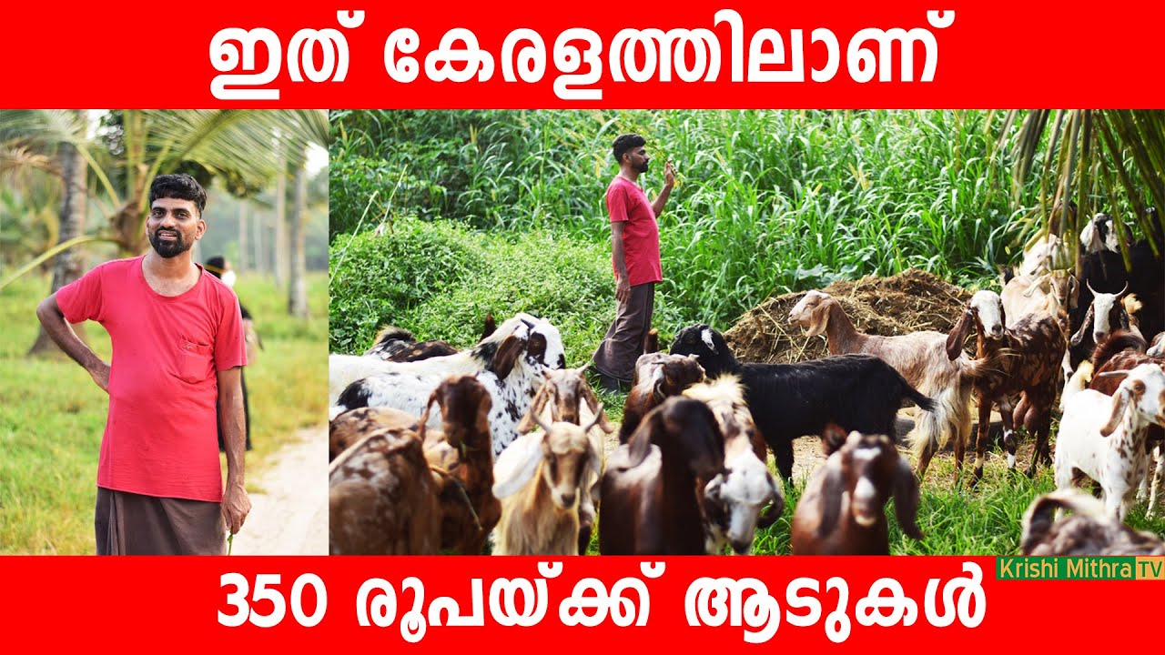 ആയിരക്കണക്കിന് ആടുകള്‍ ഉള്ള ഫാം | Keralas Biggest Goat Farm |വമ്പിച്ച വിലക്കുറവില്‍ വെറൈറ്റി ആടുകള്‍