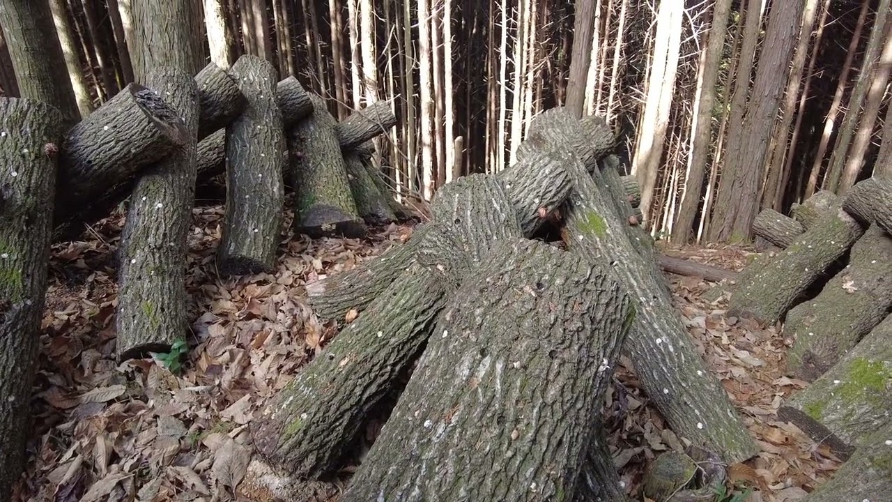 【原木しいたけ】山に入って先生に栽培ノウハウを学んできた