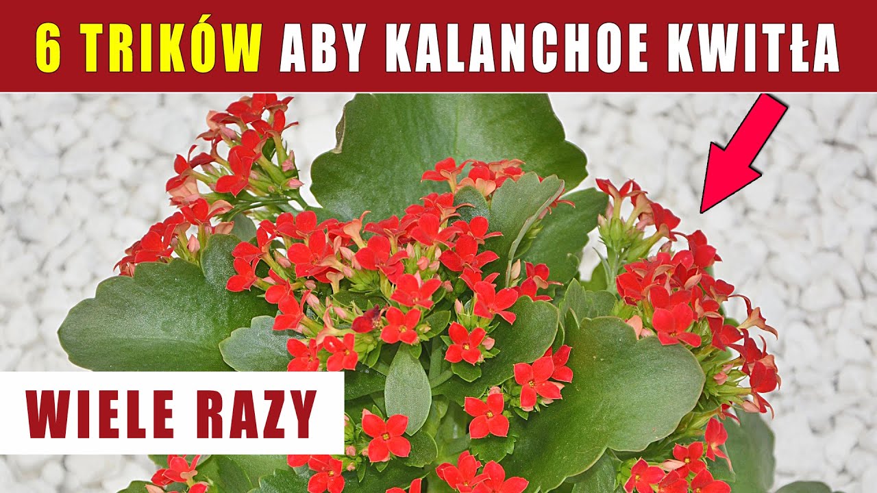 6 Trik&oacute;w aby Kalanchoe Kwitła jak Szalona nie Tylko Przez 1 Sezon!