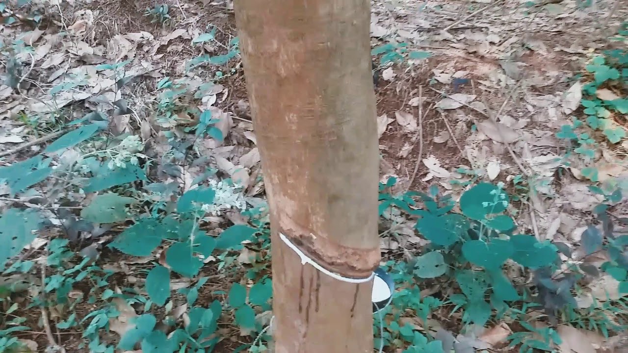 പുതിയ ഇനം 430 റബർ ടാപ്പിങ്ങ്