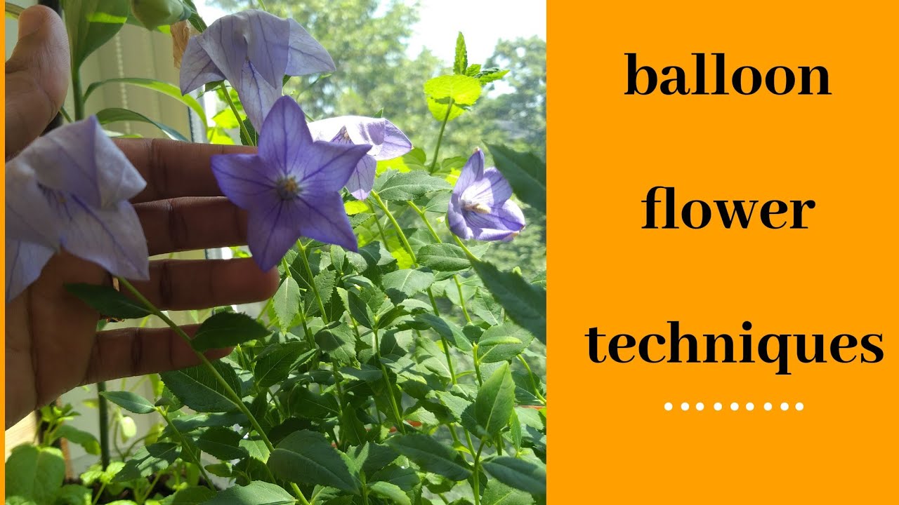 How to get more Balloon flower (fuji blue) by pruning/flowering techniques/best plant care & updates
