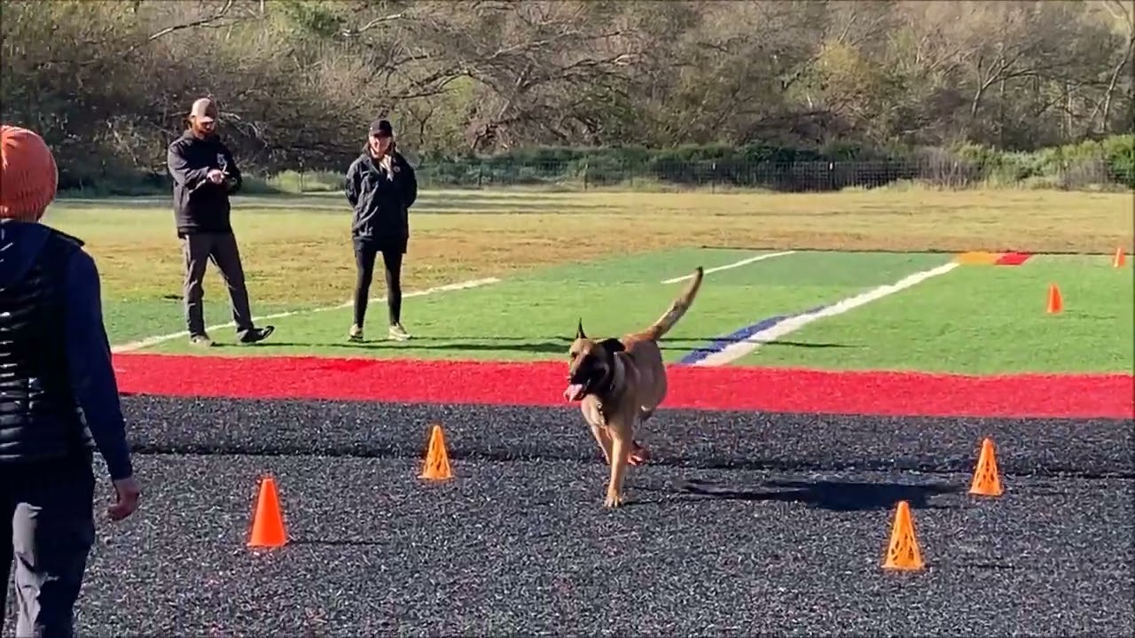 Paco - PSA PDC