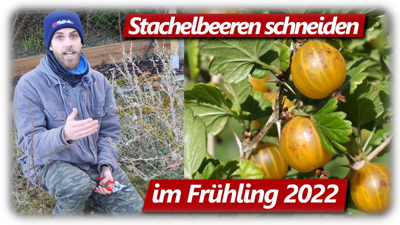 Stachelbeeren schneiden | Beerensträucher Schnitt im Frühling
