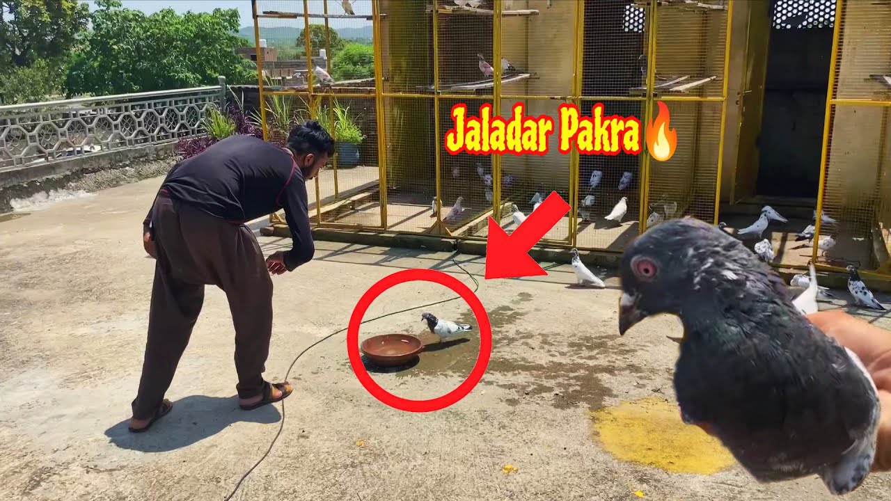 Aj Phr Kisi Ka Jaldar Kabutar Pakar Liya 🥰