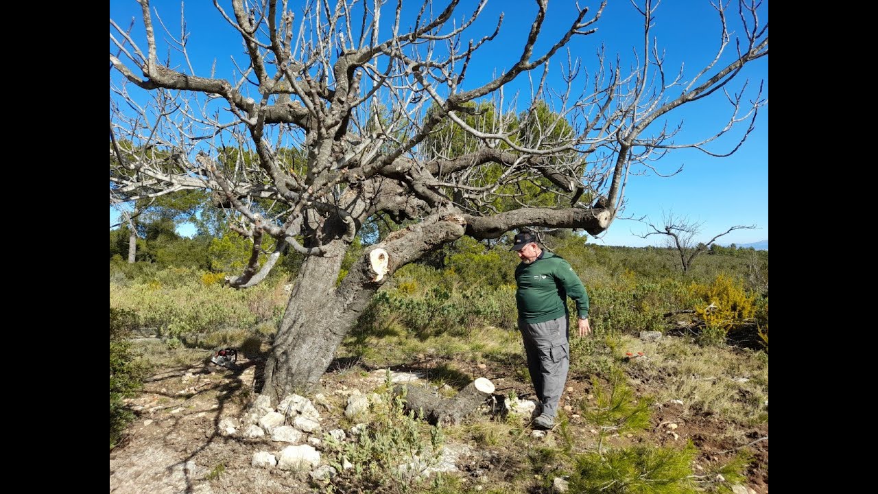 Poda de higueras 2022