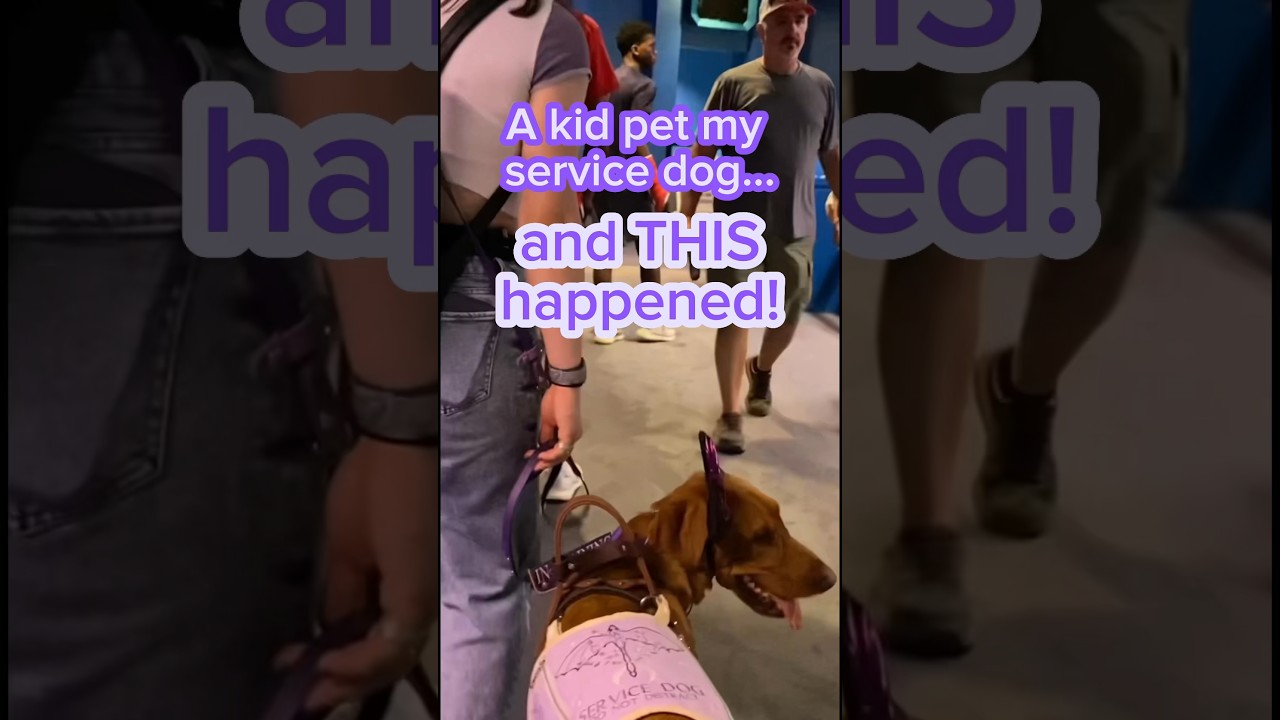 A kid touched my service dog?? #servicedog #dogtraining #disability