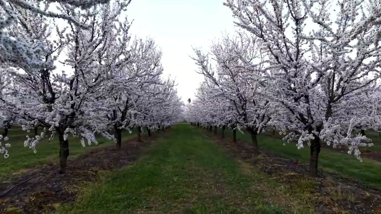 Ο «ανθισμένος» θεσσαλικός κάμπος - Άνθισαν οι αμυγδαλιές στη Λάρισα