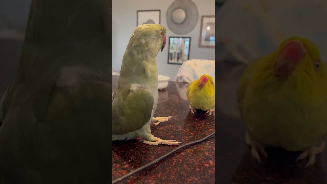Some &ldquo;good morning&rdquo; kisses ! #talkingparrot #talkingbirds #parrot #irn #tinkerbell #kisses