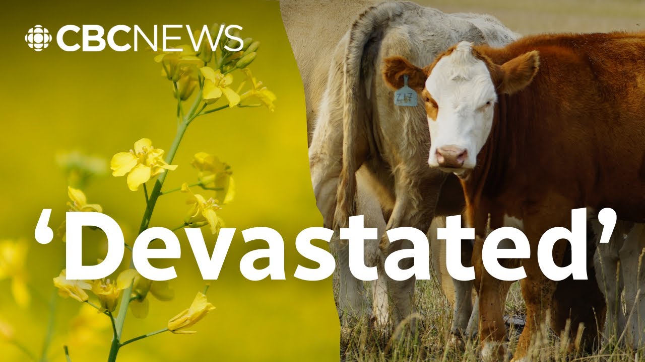 How Trump&rsquo;s tariffs affect Alberta farmers