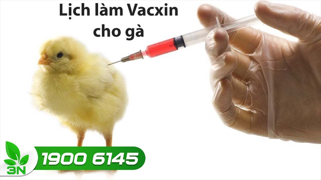 Quy trình tiêm vacxin cho gà 