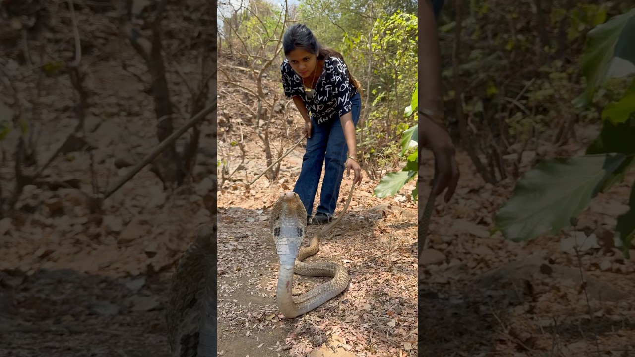 Aggressive cobra. #rescue #trending