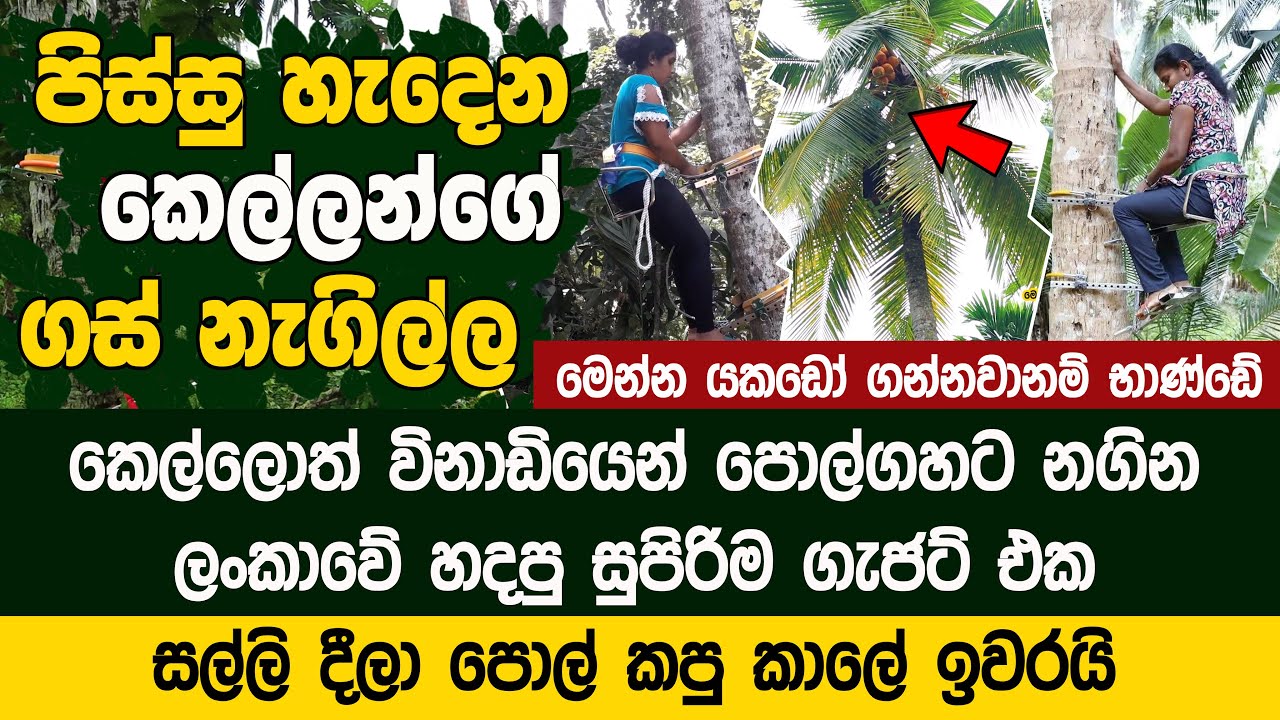 විනාඩියෙන් කෙල්ලොත් පොල්ගස් නගින සුපිරි ගැජට් එක - Dinu Lankani Enterprises |  Coconut Tree Rider