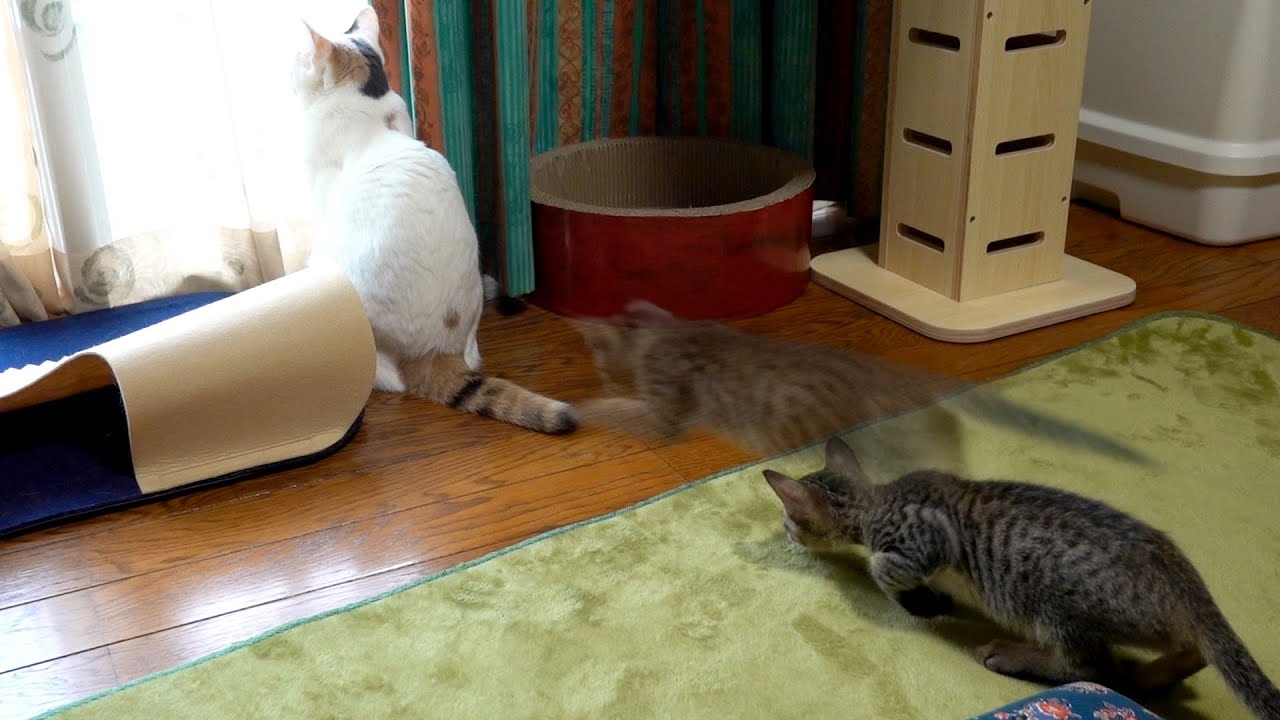 可愛いちょっかい合戦をする先輩猫と後輩子猫