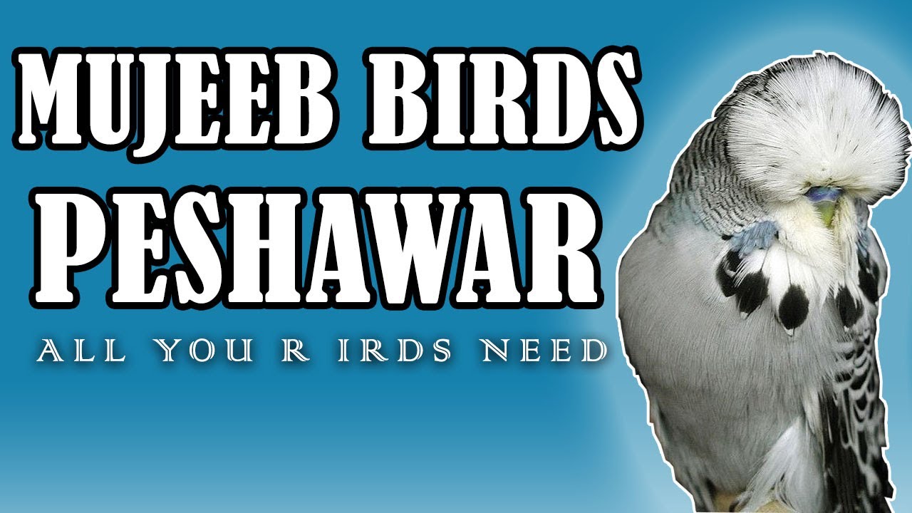 Best birds shop in Peshawar . Exotic Birds in Peshawar. Video no 499
