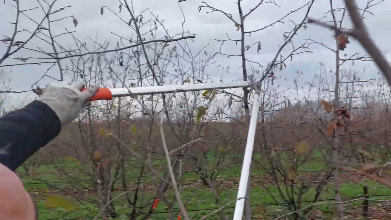 Rezidba lešnika starost zasada 8 godina