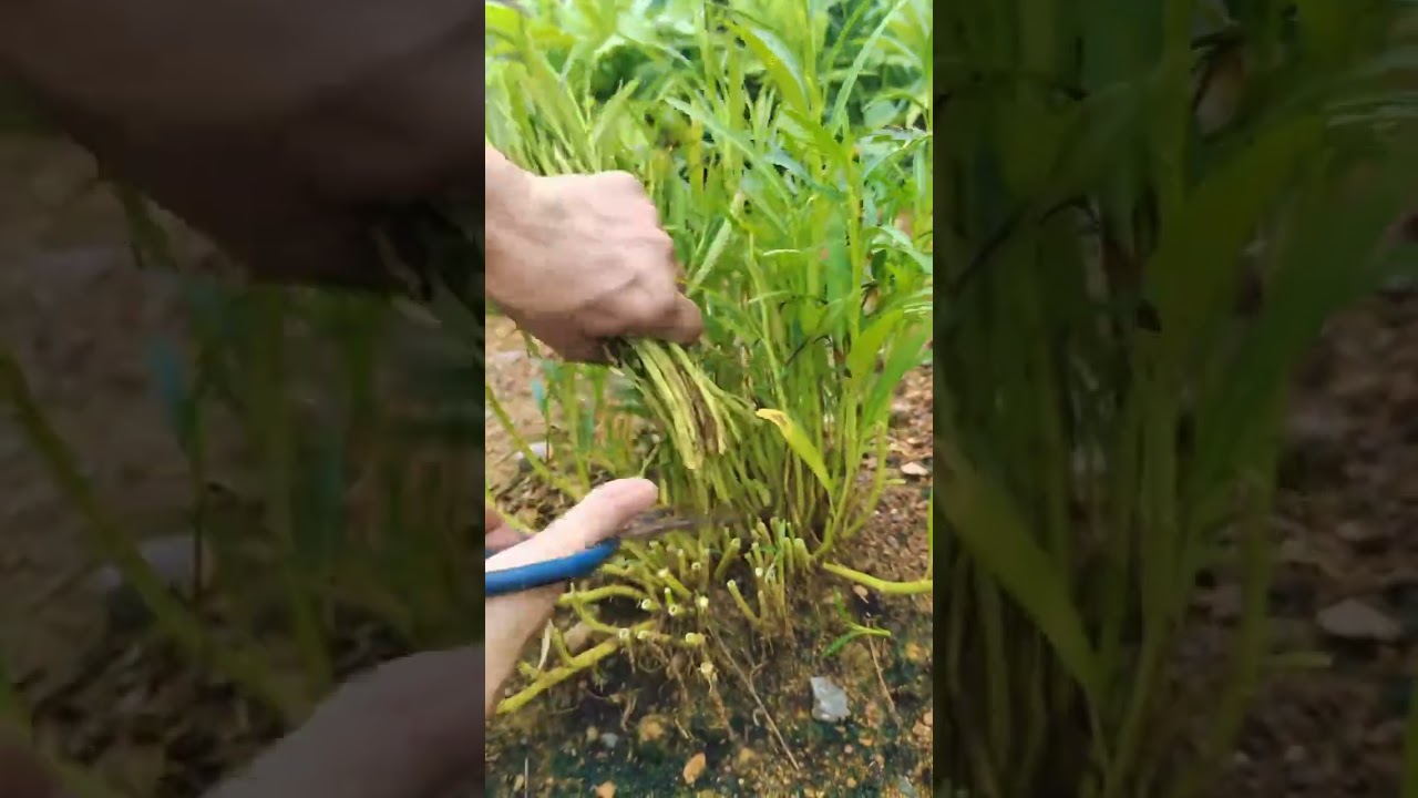 #farming #farmlife #agriculture #farmtok #organicfarming #noamanreaction