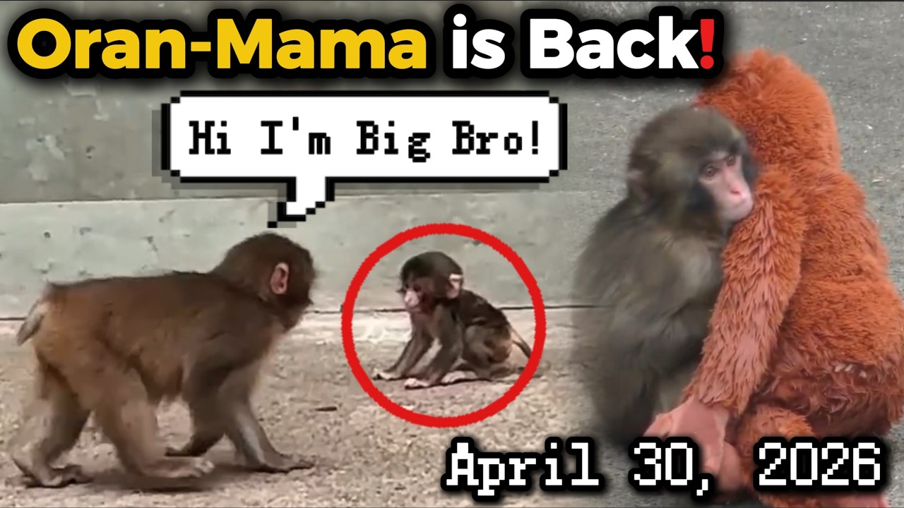 Oran-Mama is back and Punch won't let go! 🐒❤️