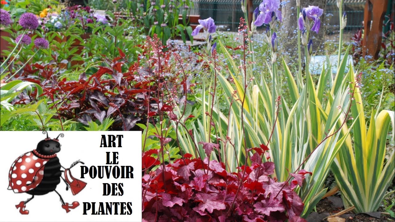Conseils jardinage: Suivi d'un massif de vivaces au fil des saisons 04
