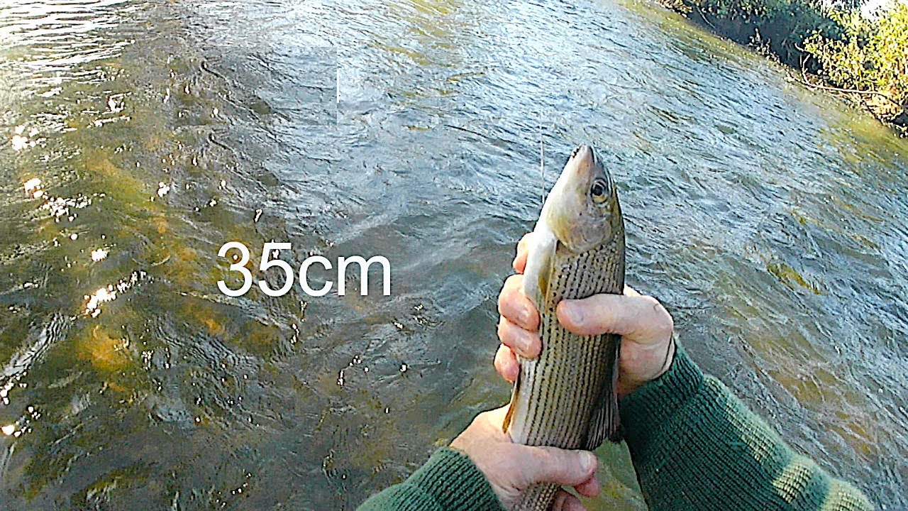 pêche à la mouche sur l'Huisne à Nogent le Rotrou