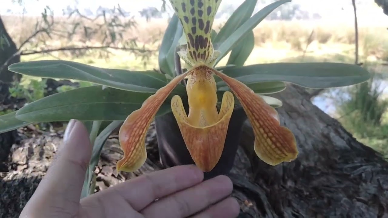 ¿Cómo cuidar mi orquidea?( phaphiopedillum insigne)