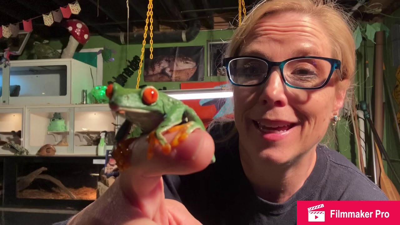 Red-eyed Tree Frog