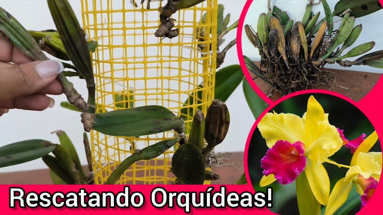 Rescaté ORQUÍDEAS ABANDONADAS 🥀y Este es el Increíble Resultado 😍