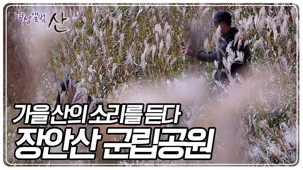 가을 억새 물결이 장관을 이루는 곳 '장안산 군립공원' [영상앨범 산] KBS 231029 방송