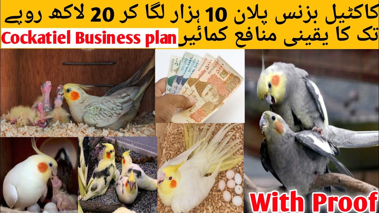 Cockatiel Bird Business Plan in Urdu, Hindi l Cockatiel Business In Pakistan,India l Birds Business