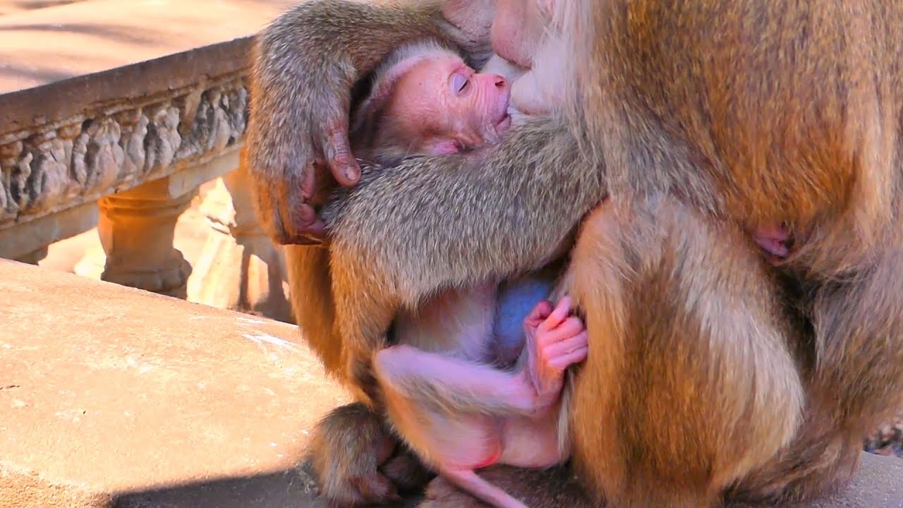 Live: Tender Moment — Mama Monkey Gently Hugs Her Newborn During Feeding Time 🐒💛