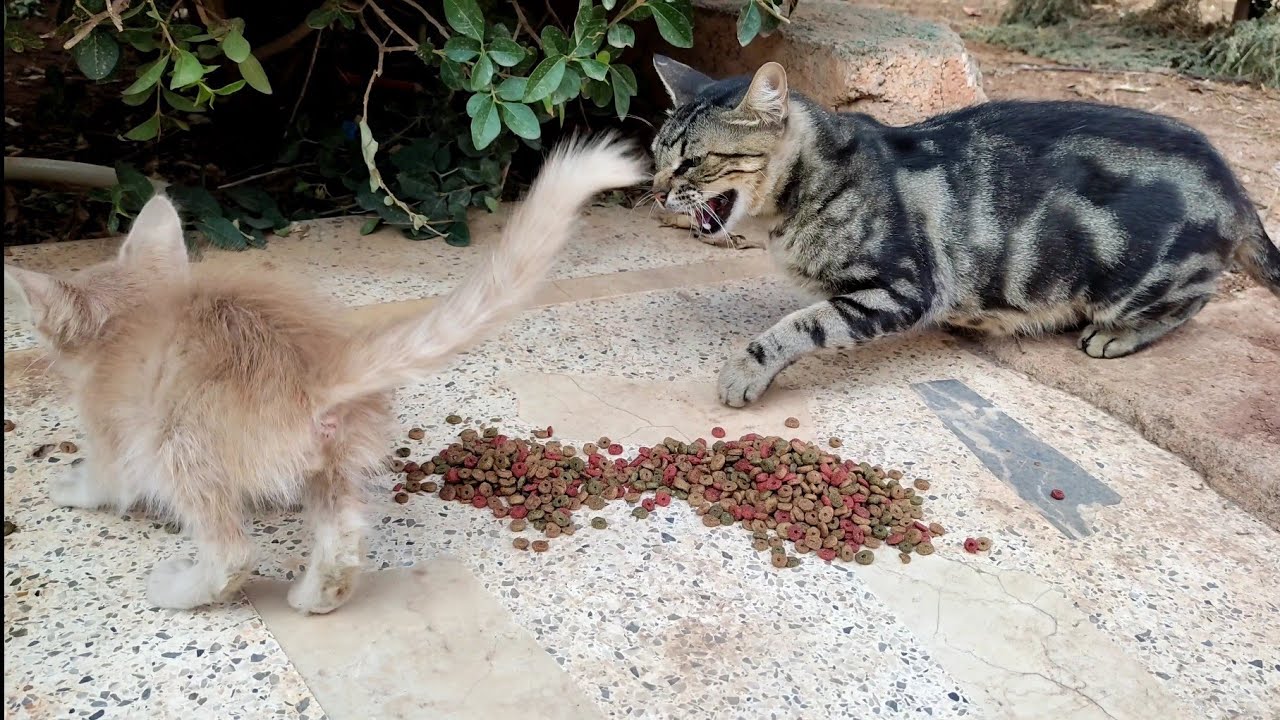 Злая кошка мать нападение котенка 🙀 бедные голодные котята мяукать