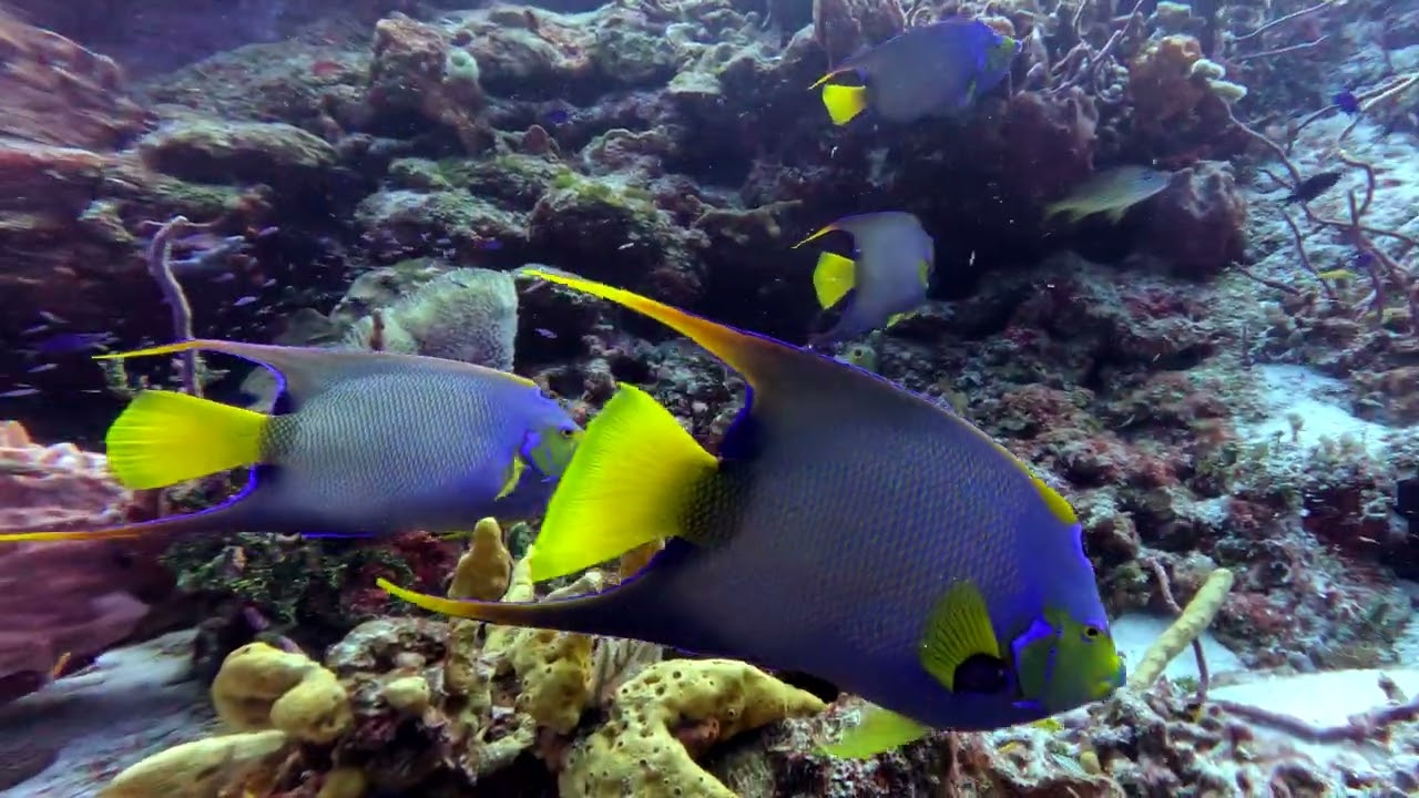 San Francisco Wall Day 3 Dive 2 Cozumel Mexico July 2025