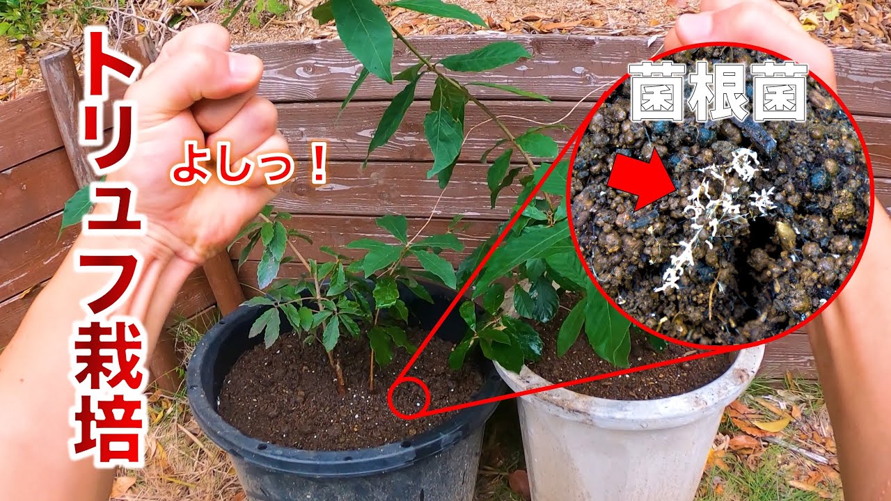 国産トリュフ栽培で菌根菌が大量発生！！黒トリュフ栽培